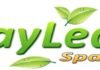 bayleaf bay leaf spa quezon city image massage