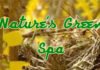 natures greens spa kamias quezon city philippines massage extra service image